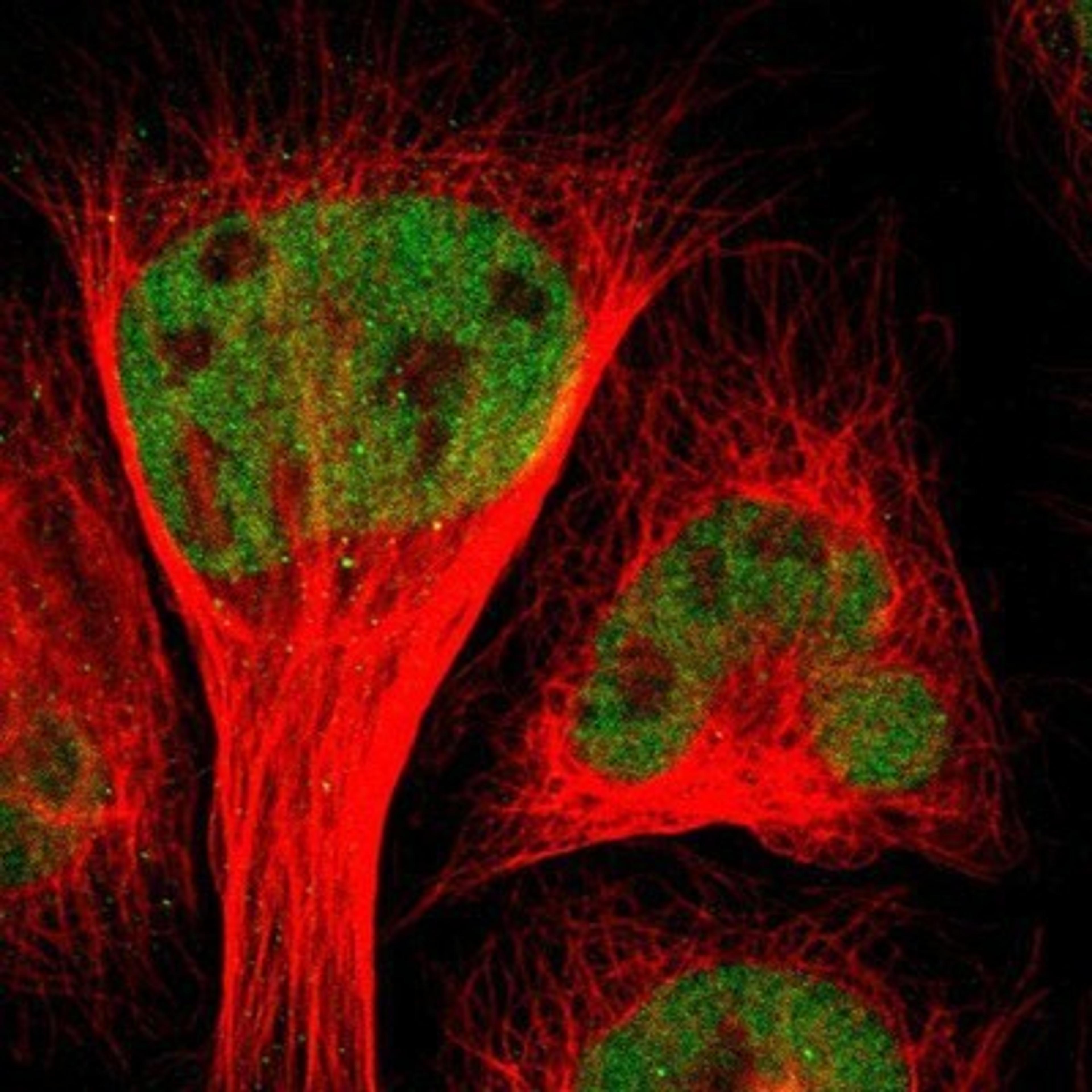 Immunocytochemistry/Immunofluorescence: CEBP gamma Antibody [NBP1-89742] - Staining of human cell line U-2 OS shows positivity in nuclei but not nucleoli.