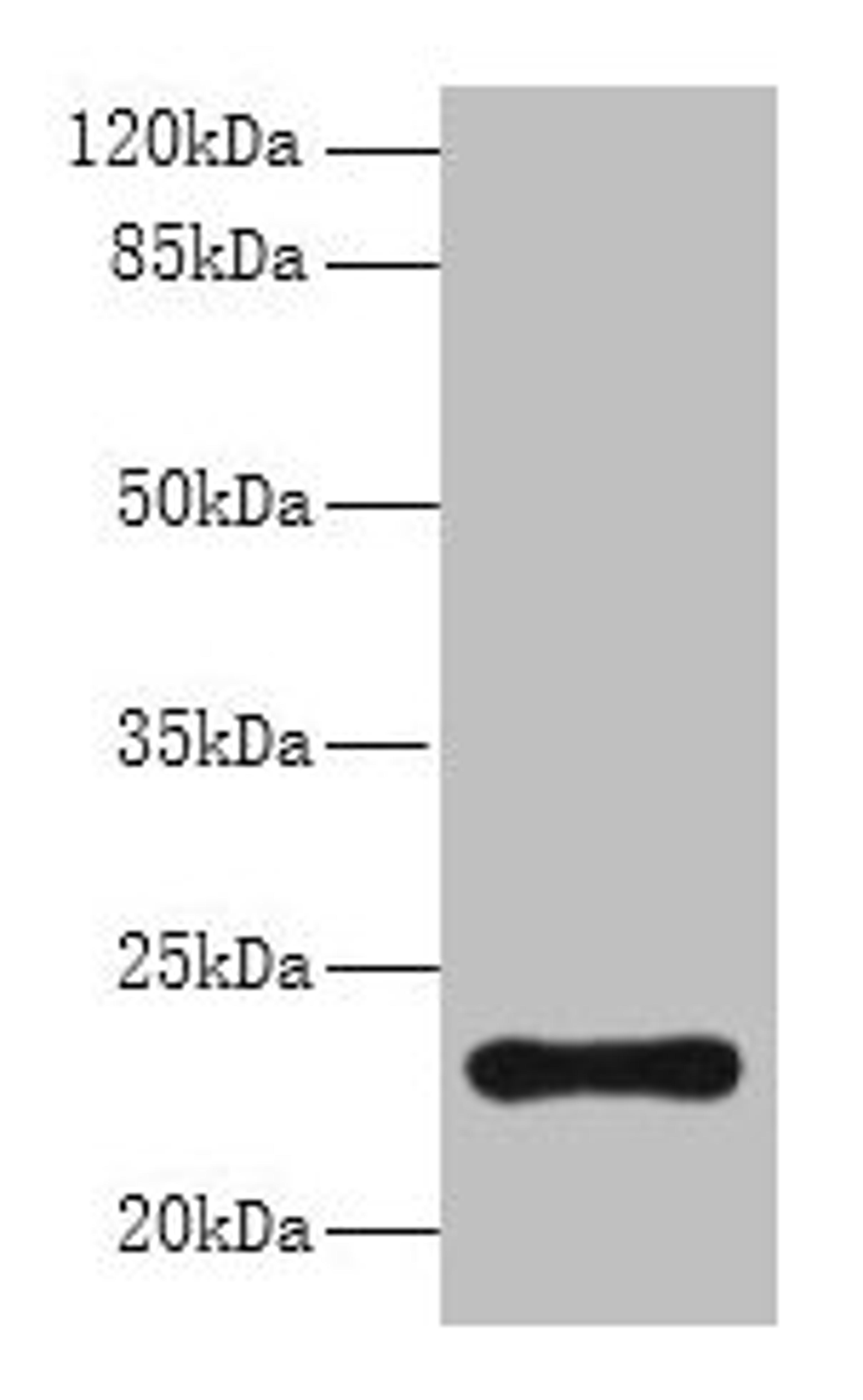 Western blot. All lanes: AP3S2 antibody at 6µg/ml + A549 whole cell lysate. Secondary. Goat polyclonal to rabbit IgG at 1/10000 dilution. Predicted band size: 23, 44, 15 kDa. Observed band size: 23 kDa