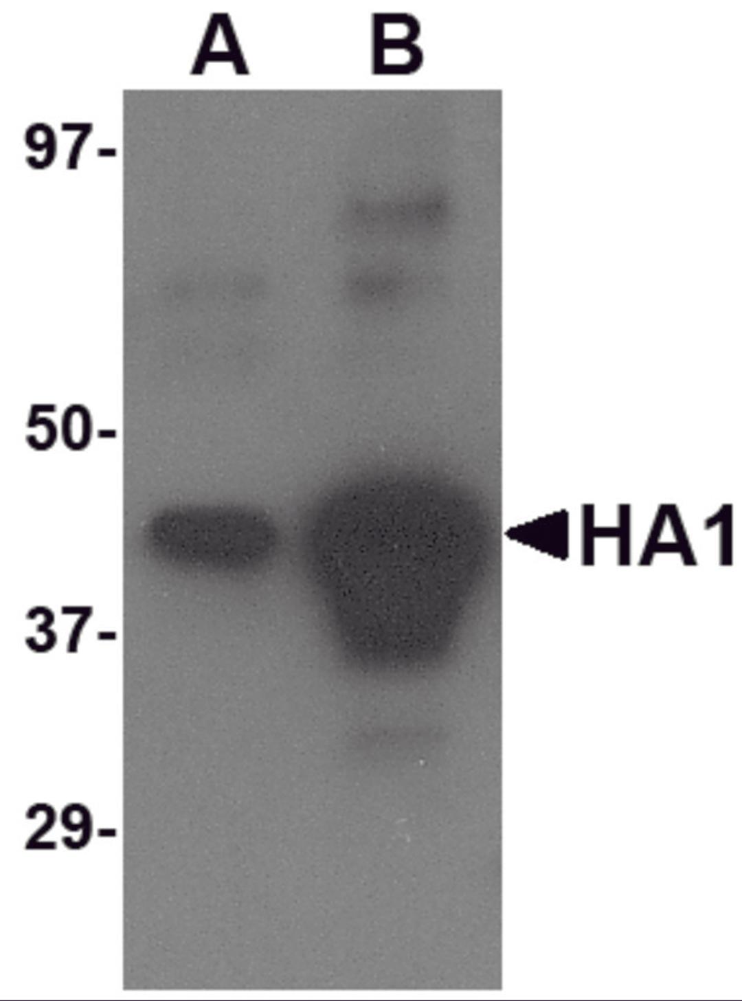 Western blot analysis of (A) 5 ng and (B) 25 ng of recombinant HA1 with Avian Influenza Hemagglutinin 4 antibody at 1 μg/mL.
