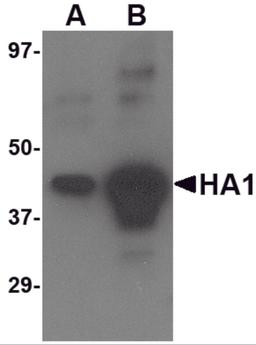 Western blot analysis of (A) 5 ng and (B) 25 ng of recombinant HA1 with Avian Influenza Hemagglutinin 4 antibody at 1 μg/mL.