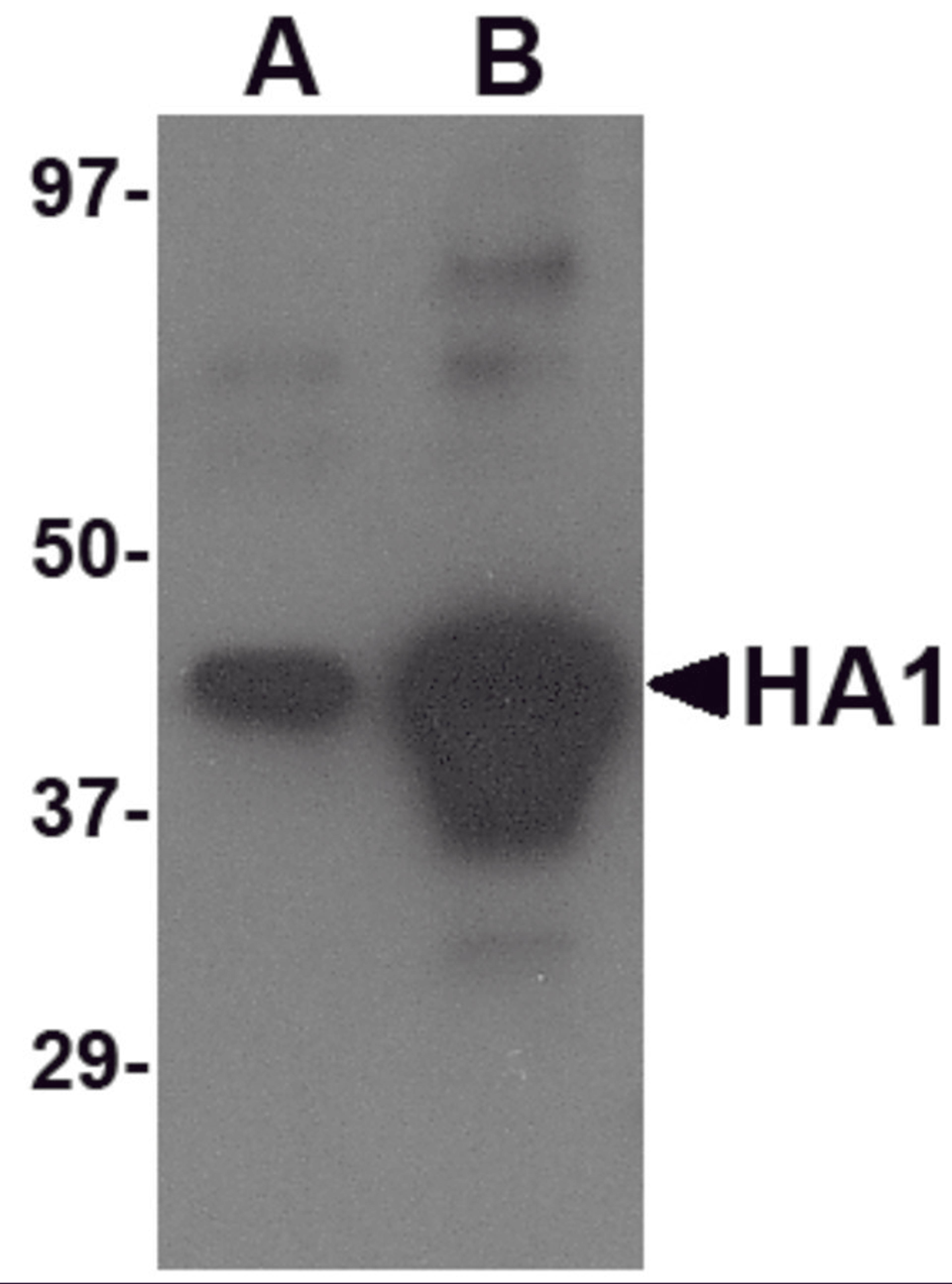 Western blot analysis of (A) 5 ng and (B) 25 ng of recombinant HA1 with Avian Influenza Hemagglutinin 4 antibody at 1 μg/mL.