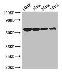 Western Blot. Positive WB detected in: Rosseta bacteria lysate at 80µg, 40µg, 20µg, 10µg. All lanes: glpK antibody at 3µg/ml. Secondary. Goat polyclonal to rabbit IgG at 1/50000 dilution. Predicted band size: 57 kDa. Observed band size: 57 kDa
