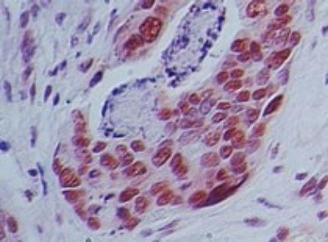 Immunohistochemistry-Paraffin: IMPDH2 Antibody [NBP2-27195] - Analysis of IMPDH in human stomach tissue using IMPDH antibody at 5 ug/ml.