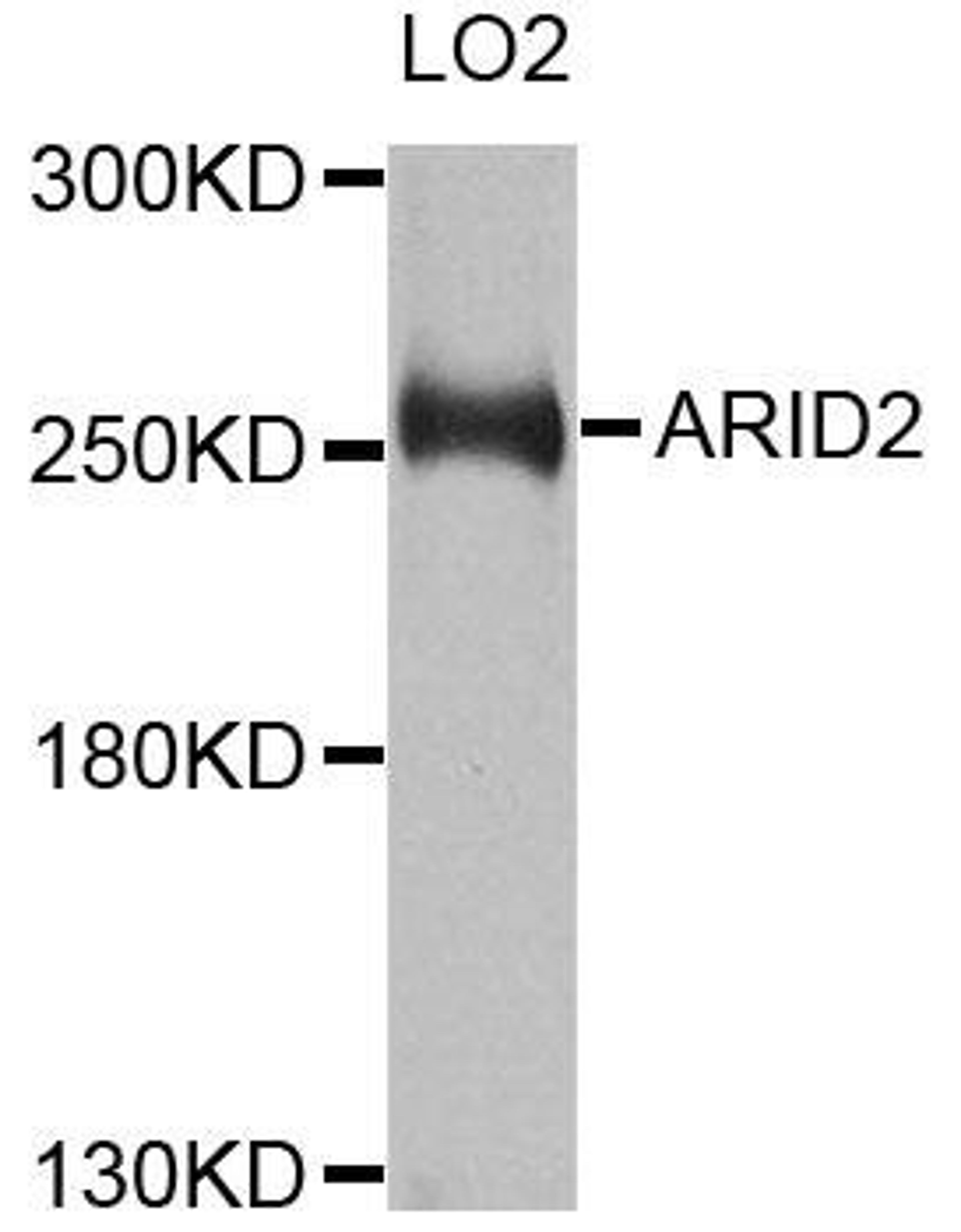 Western blot analysis of extracts of LO2 cells using ARID2 antibody