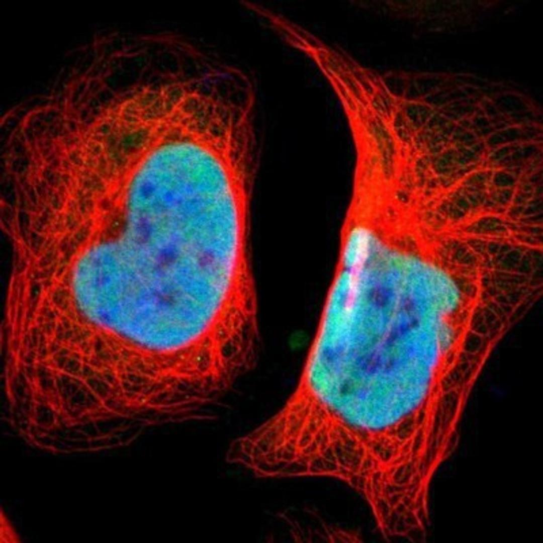 Immunocytochemistry/Immunofluorescence: BAF57 Antibody [NBP1-90012] - Staining of human cell line U-2 OS shows positivity in nuclei but not nucleoli.