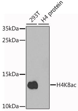 Western blot - Acetyl-Histone H4-K8 antibody (A7258)