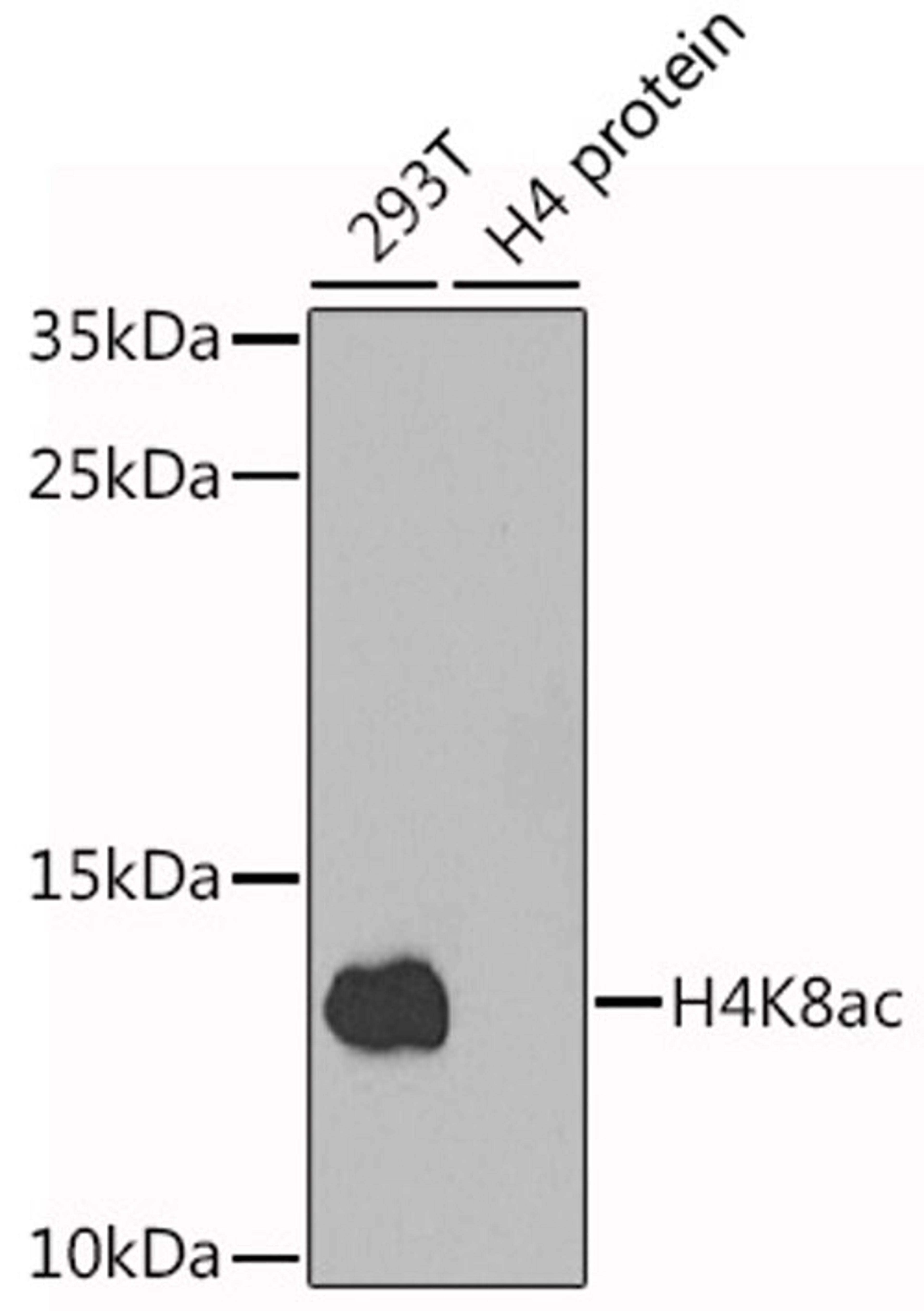 Western blot - Acetyl-Histone H4-K8 antibody (A7258)