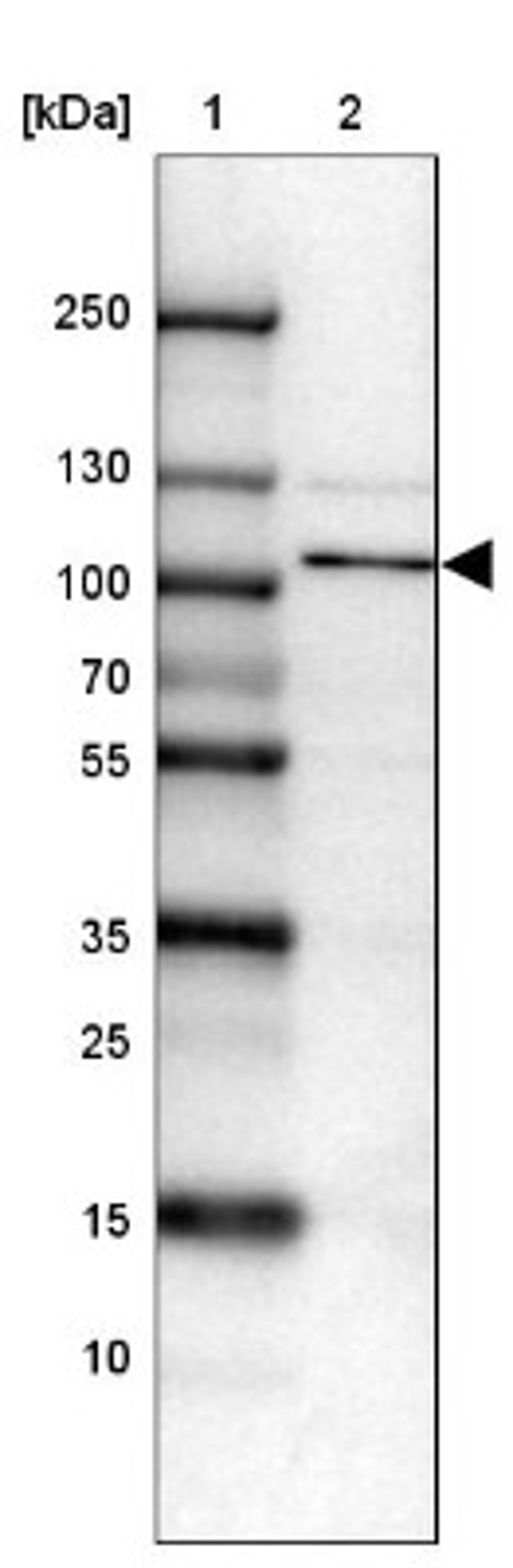 Western Blot: Tomosyn Antibody [NBP1-89583] - Lane 1: Marker [kDa] 250, 130, 100, 70, 55, 35, 25, 15, 10<br/>Lane 2: HEL