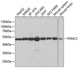 Western blot - PSMC2 antibody (A1985)