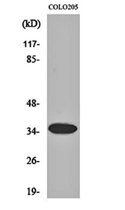 Western blot analysis of COLO205 cell lysates using Olfactory receptor 1A1 antibody