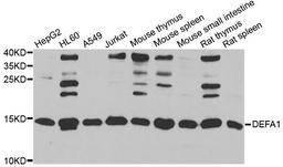 Western blot - DEFA1 antibody (A6897)