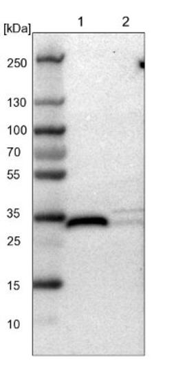 Western Blot: FHL2 Antibody [NBP1-84978] - Lane 1: NIH-3T3 cell lysate (Mouse embryonic fibroblast cells)<br/>Lane 2: NBT-II cell lysate (Rat Wistar bladder tumour cells)