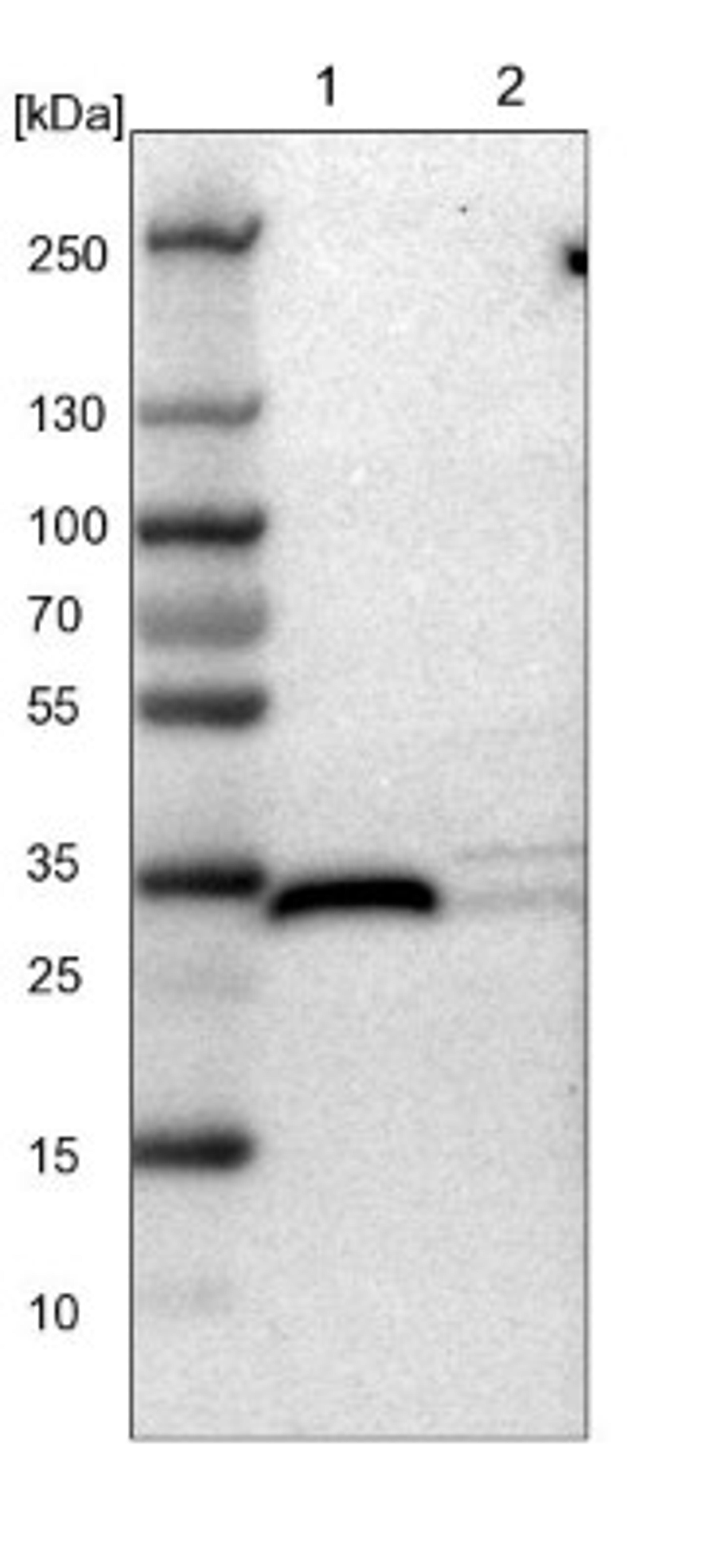 Western Blot: FHL2 Antibody [NBP1-84978] - Lane 1: NIH-3T3 cell lysate (Mouse embryonic fibroblast cells)<br/>Lane 2: NBT-II cell lysate (Rat Wistar bladder tumour cells)