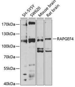 Western blot - RAPGEF4 antibody (A4484)