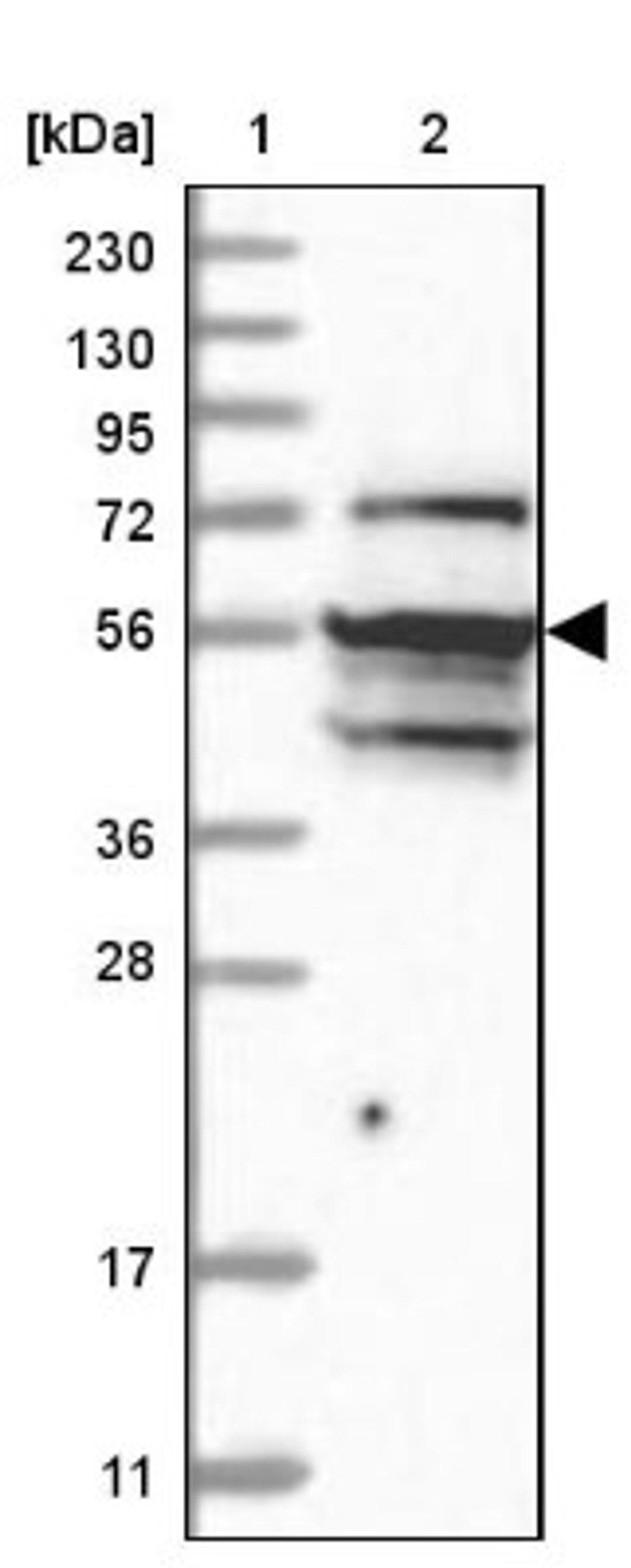 Western Blot: NAF1 Antibody [NBP2-32658] - Lane 1: Marker [kDa] 230, 130, 95, 72, 56, 36, 28, 17, 11<br/>Lane 2: Human cell line RT-4