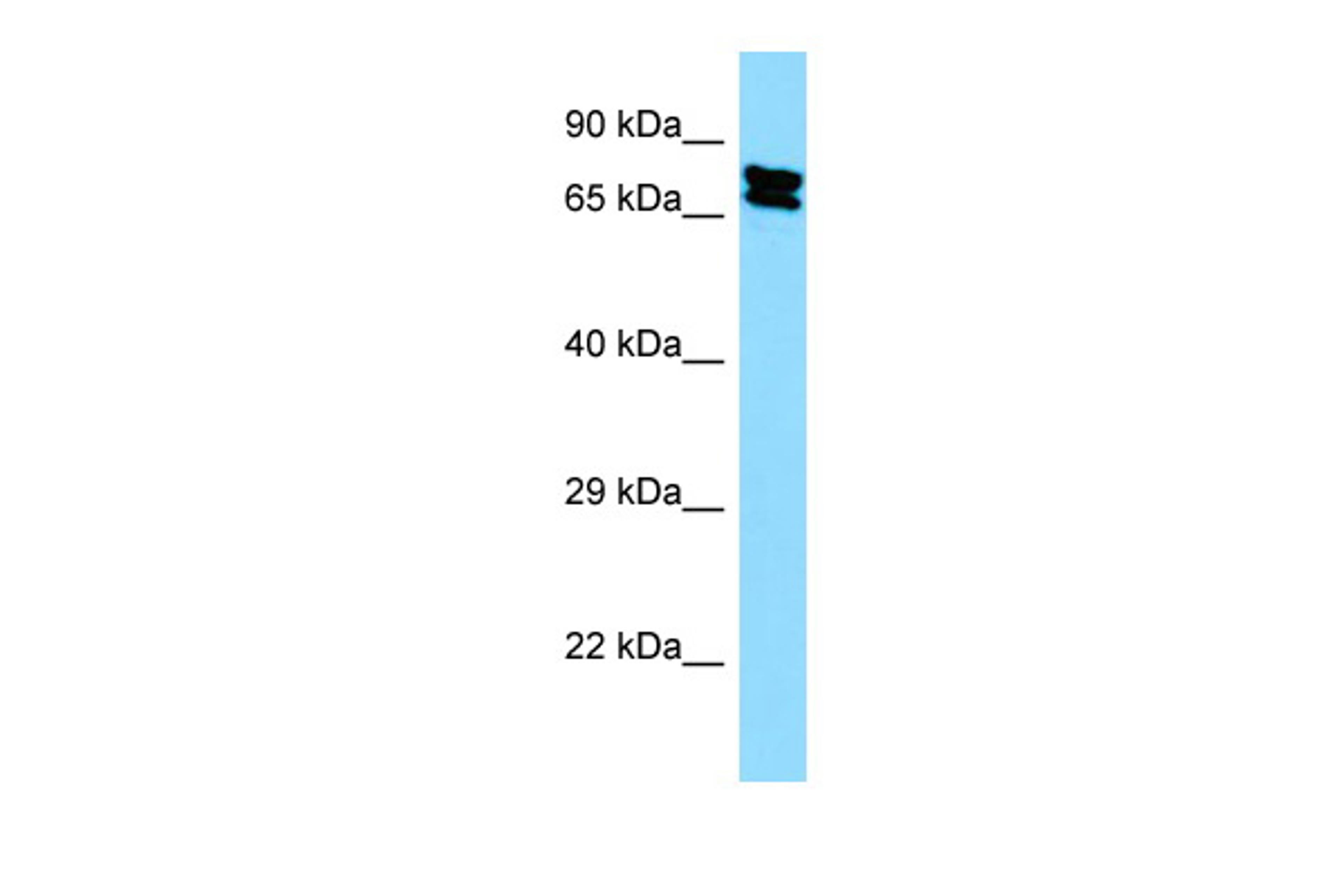 Antibody used in WB on Human HEK293T cells at 0.2-1 ug/ml.