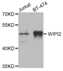 Western blot analysis of extracts of various cell lines using WIPI2 antibody