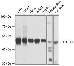 Western blot - EEF1A1 antibody (A0974)