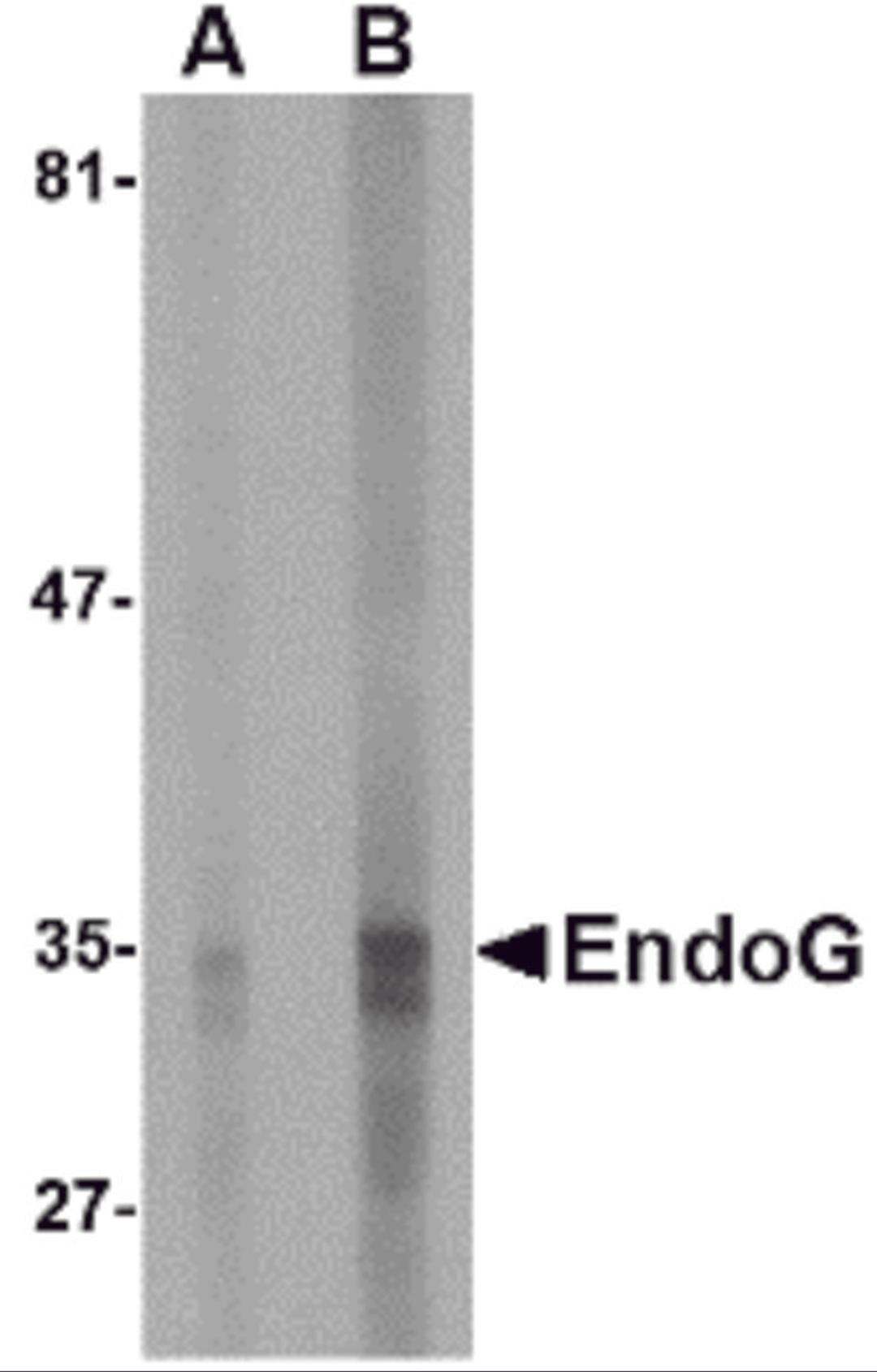 Western blot analysis of EndoG expression in HepG2 cell lysate with EndoG antibody at (A) 5 and (B) 10 μg/mL.