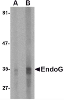 Western blot analysis of EndoG expression in HepG2 cell lysate with EndoG antibody at (A) 5 and (B) 10 μg/mL.