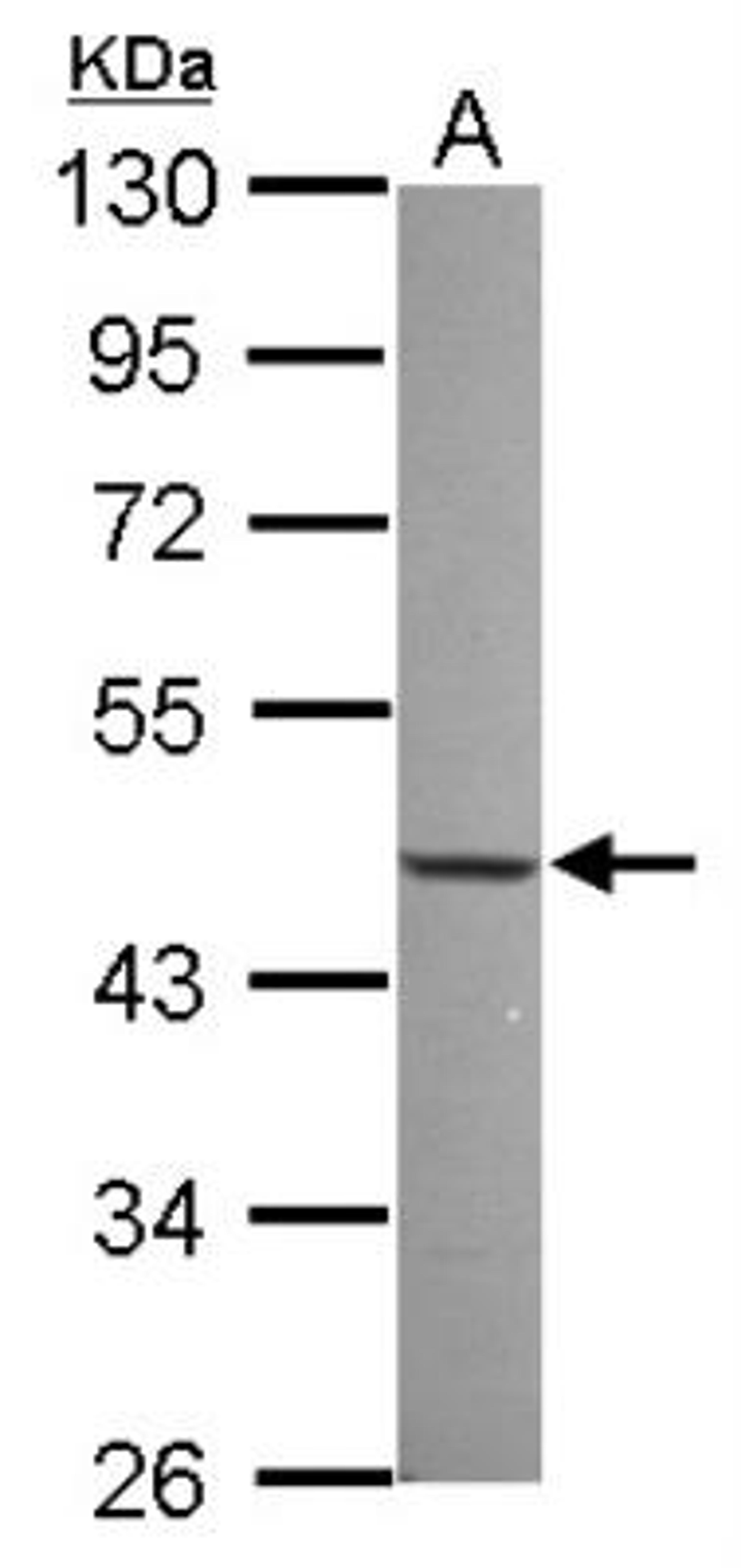 Western Blot: NFIX Antibody [NBP2-15038] - Sample (30 ug of whole cell lysate)  A: 293T 10% SDS PAGE  diluted at 1:1000