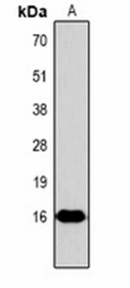 Western blot analysis of  Hela (Lane1) whole cell lysates using Histone H3 (Phospho-T3) antibody