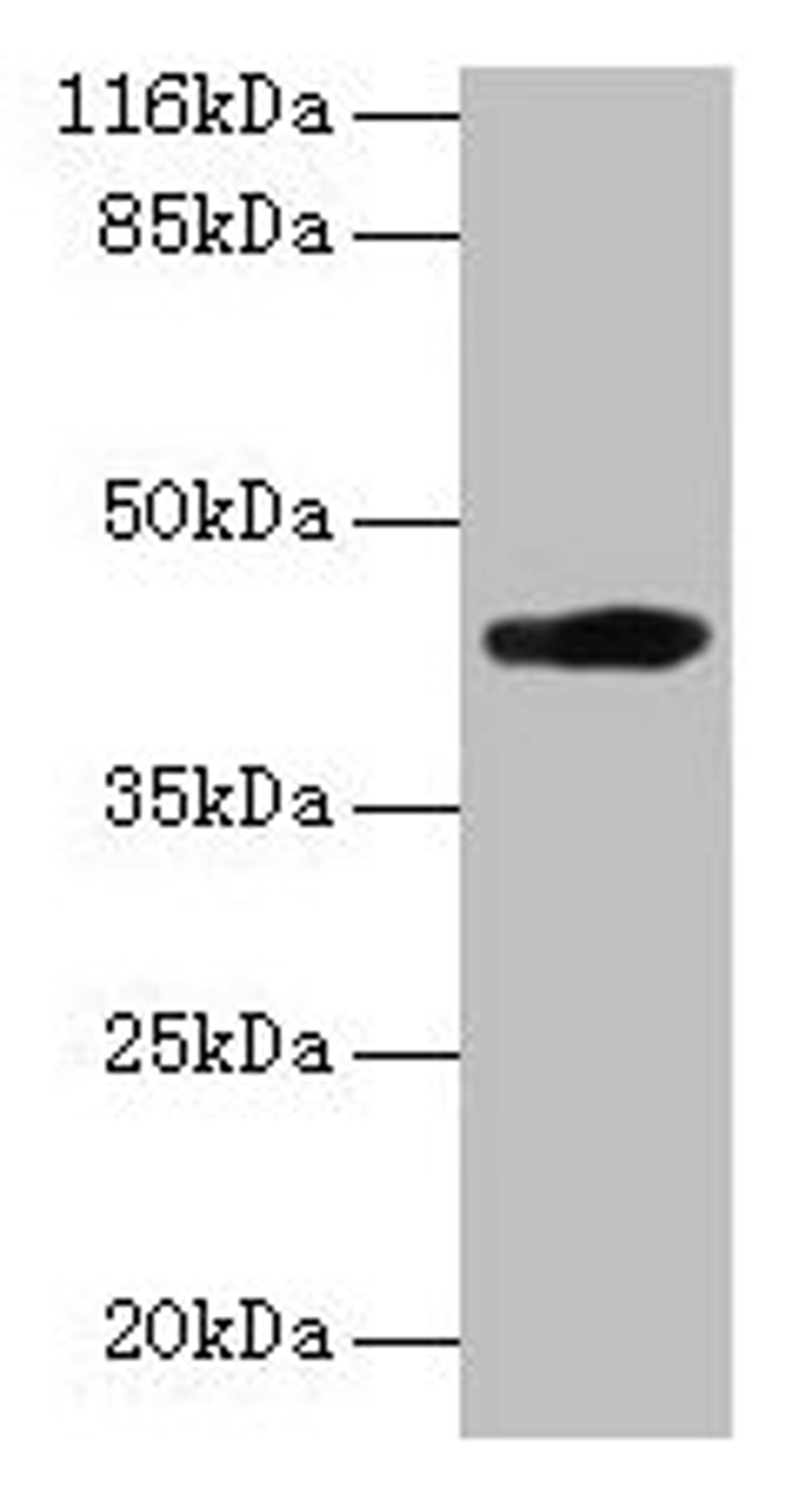 Western blot. All lanes: H2-D1 antibody at 2µg/ml + A549 whole cell lysate. Secondary. Goat polyclonal to rabbit IgG at 1/10000 dilution. Predicted band size: 42 kDa. Observed band size: 42 kDa