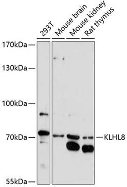 Western blot - KLHL8 antibody (A14917)