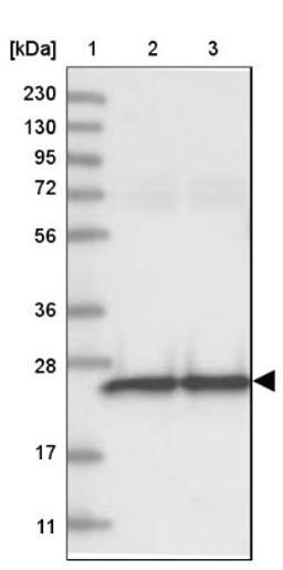 Western Blot: GRPEL1 Antibody [NBP1-83557] - Lane 1: Marker [kDa] 230, 130, 95, 72, 56, 36, 28, 17, 11<br/>Lane 2: Human cell line RT-4<br/>Lane 3: Human cell line U-251MG sp