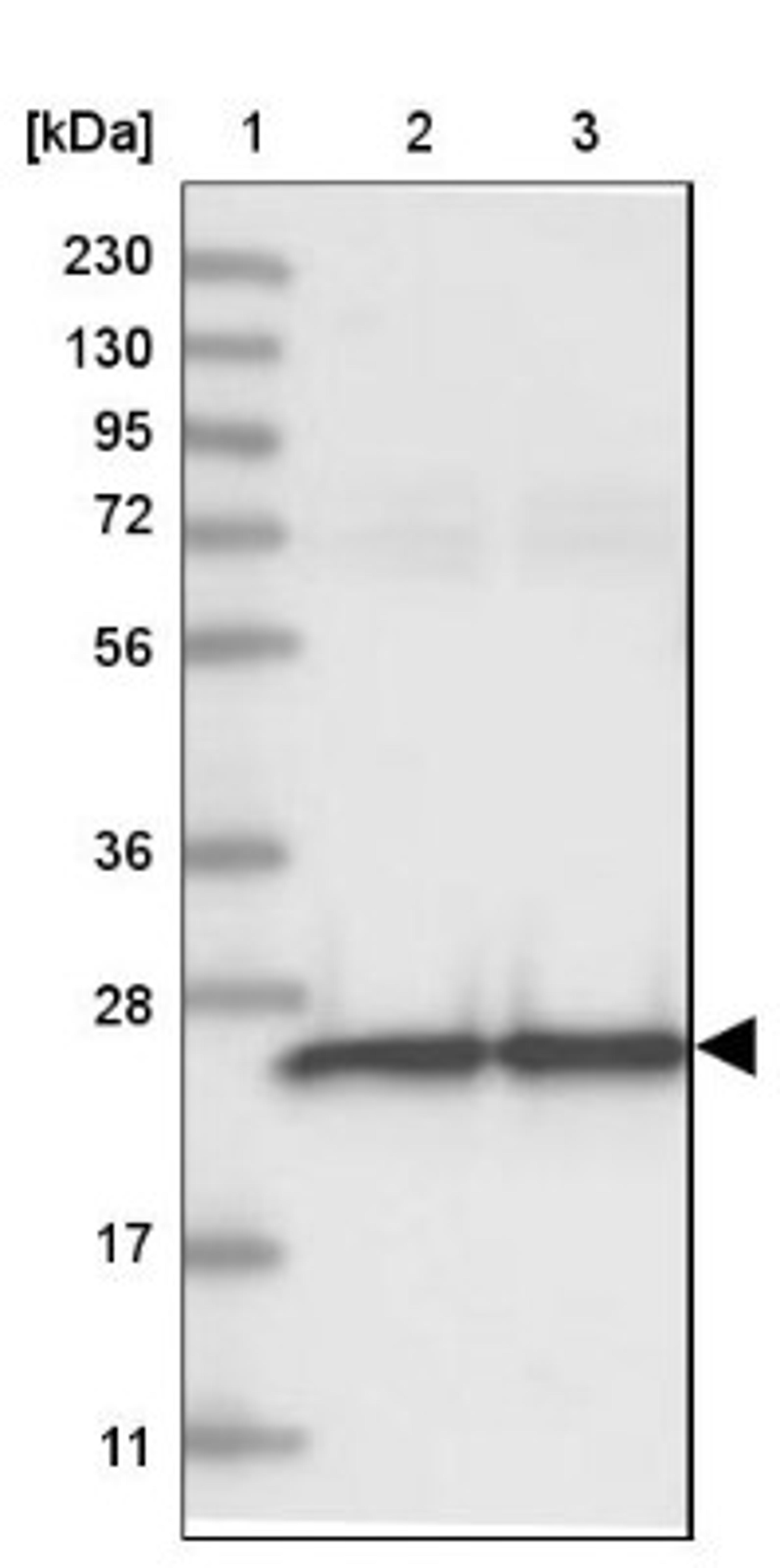 Western Blot: GRPEL1 Antibody [NBP1-83557] - Lane 1: Marker [kDa] 230, 130, 95, 72, 56, 36, 28, 17, 11<br/>Lane 2: Human cell line RT-4<br/>Lane 3: Human cell line U-251MG sp