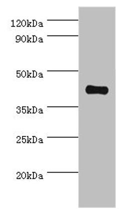 Western blot. All lanes: Somatostatin receptor type 4 antibody at 8ug/ml + HepG2 whole cell lysate. Secondary. Goat polyclonal to rabbit IgG at 1/10000 dilution. Predicted band size: 42 kDa. Observed band size: 42 kDa. 
