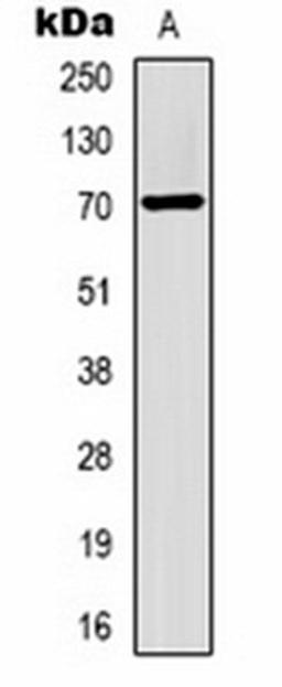 Western blot analysis of HepG2 (Lane 1) whole cell lysates using Alpha-fetoglobulin antibody