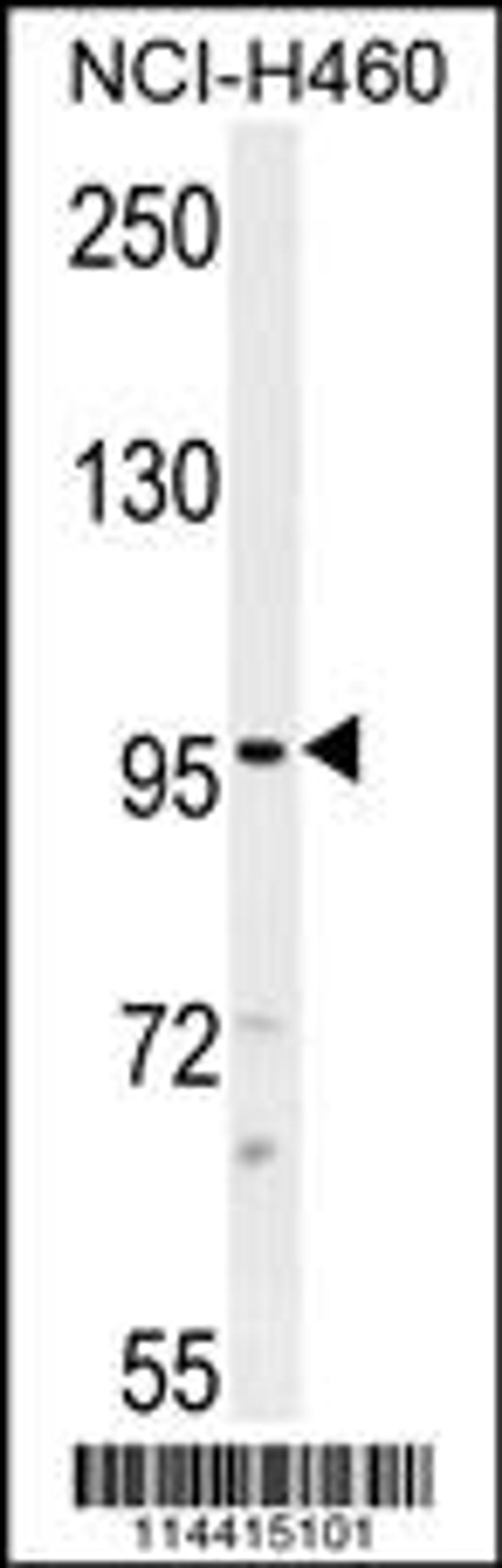 Western blot analysis in NCI-H460 cell line lysates (35ug/lane).