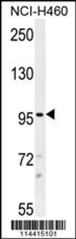 Western blot analysis in NCI-H460 cell line lysates (35ug/lane).