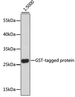 Western blot - HRP-conjugated Mouse anti GST-Tag antibody (AE027)