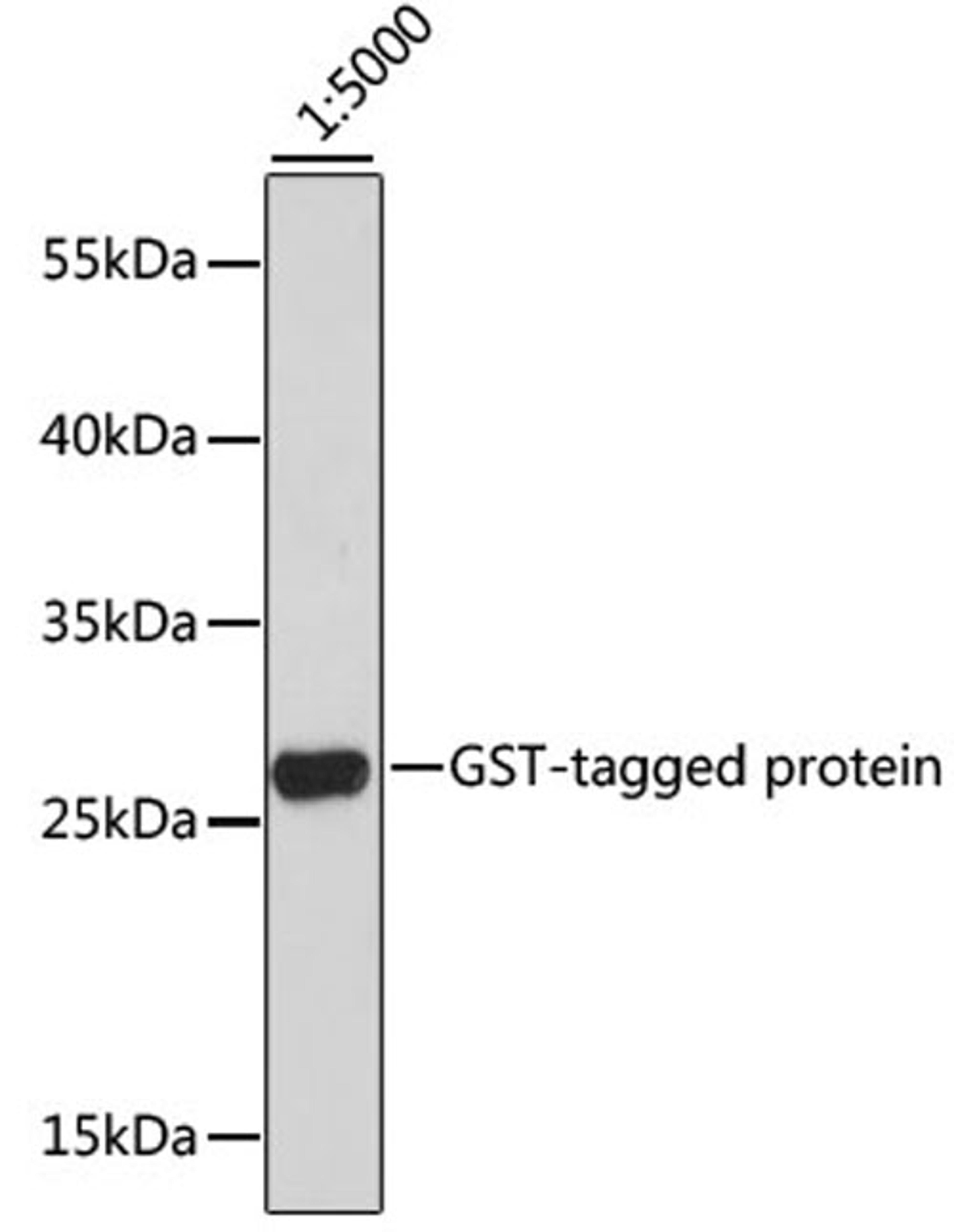 Western blot - HRP-conjugated Mouse anti GST-Tag antibody (AE027)