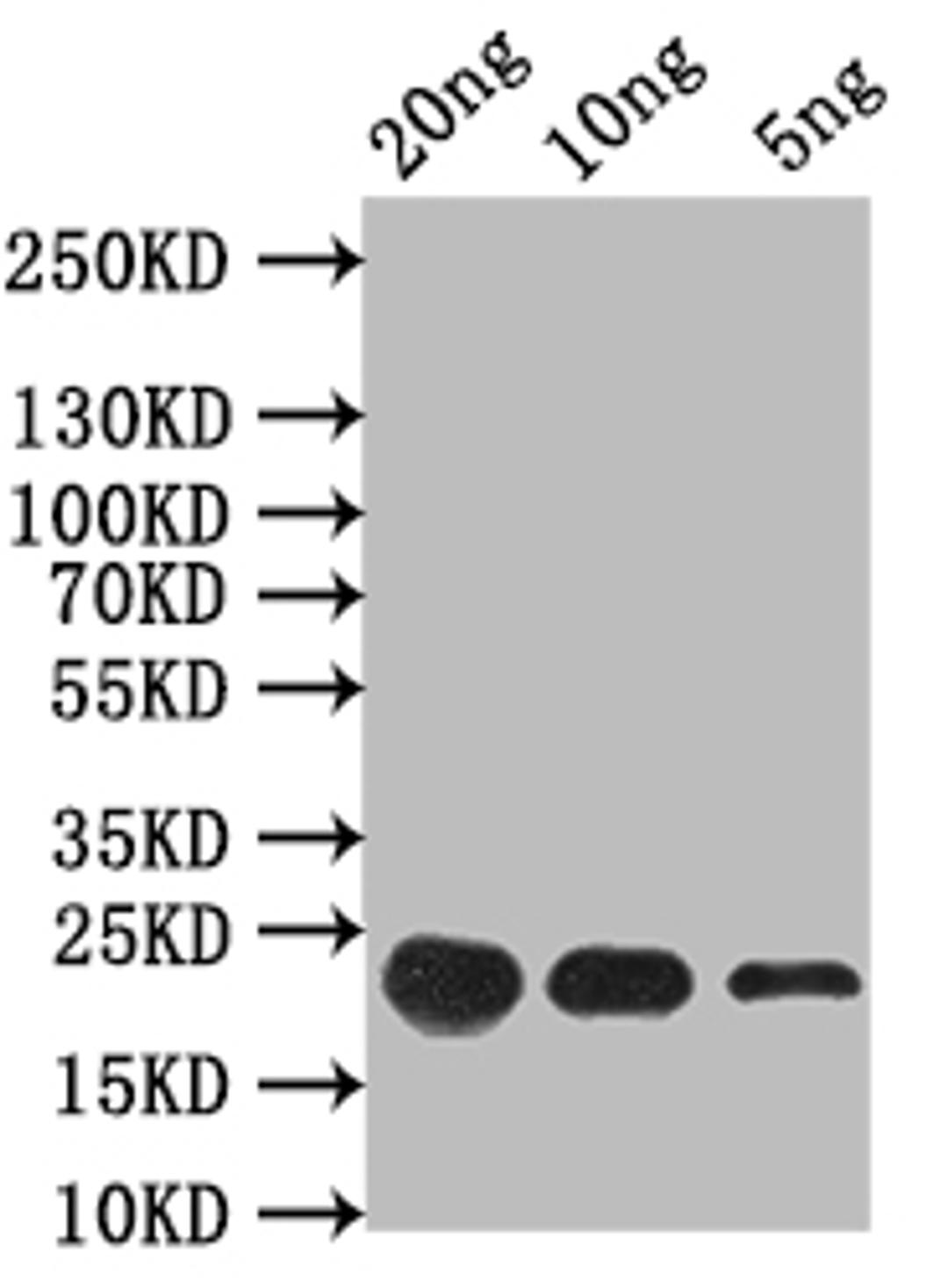 Western Blot. Positive WB detected in: recombinant protein. All lanes: FMRFaR Antibody at 1:1000. Secondary. Goat polyclonal to rabbit IgG at 1/50000 dilution. Predicted band size: 23 kDa. Observed band size: 23 kDa.