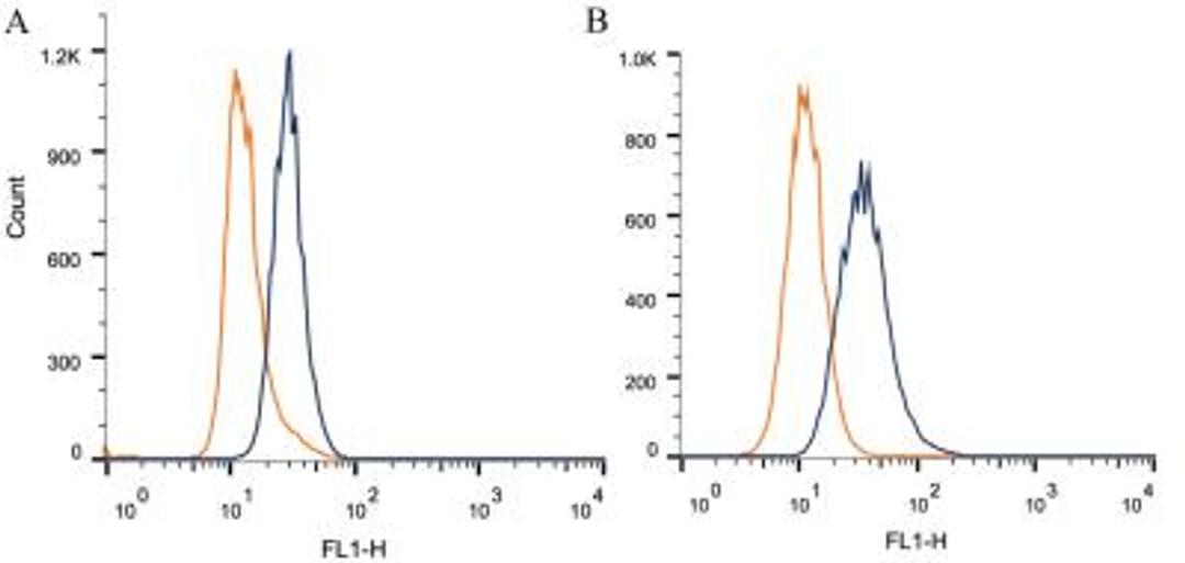 Flow Cytometry: EpCAM/CD326 Antibody (AUA1) [NB600-1182] - Intracellular flow cytometric staining of 1 x 10^6 CHO (A) and HeLa (B) cells using EpCAM/CD326 antibody (dark blue). Isotype control shown in orange. An antibody concentration of 1 ug/1x10^6 cells was used.