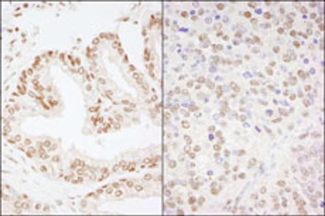 Detection of human and mouse CREB by immunohistochemistry.