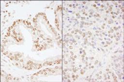 Detection of human and mouse CREB by immunohistochemistry.