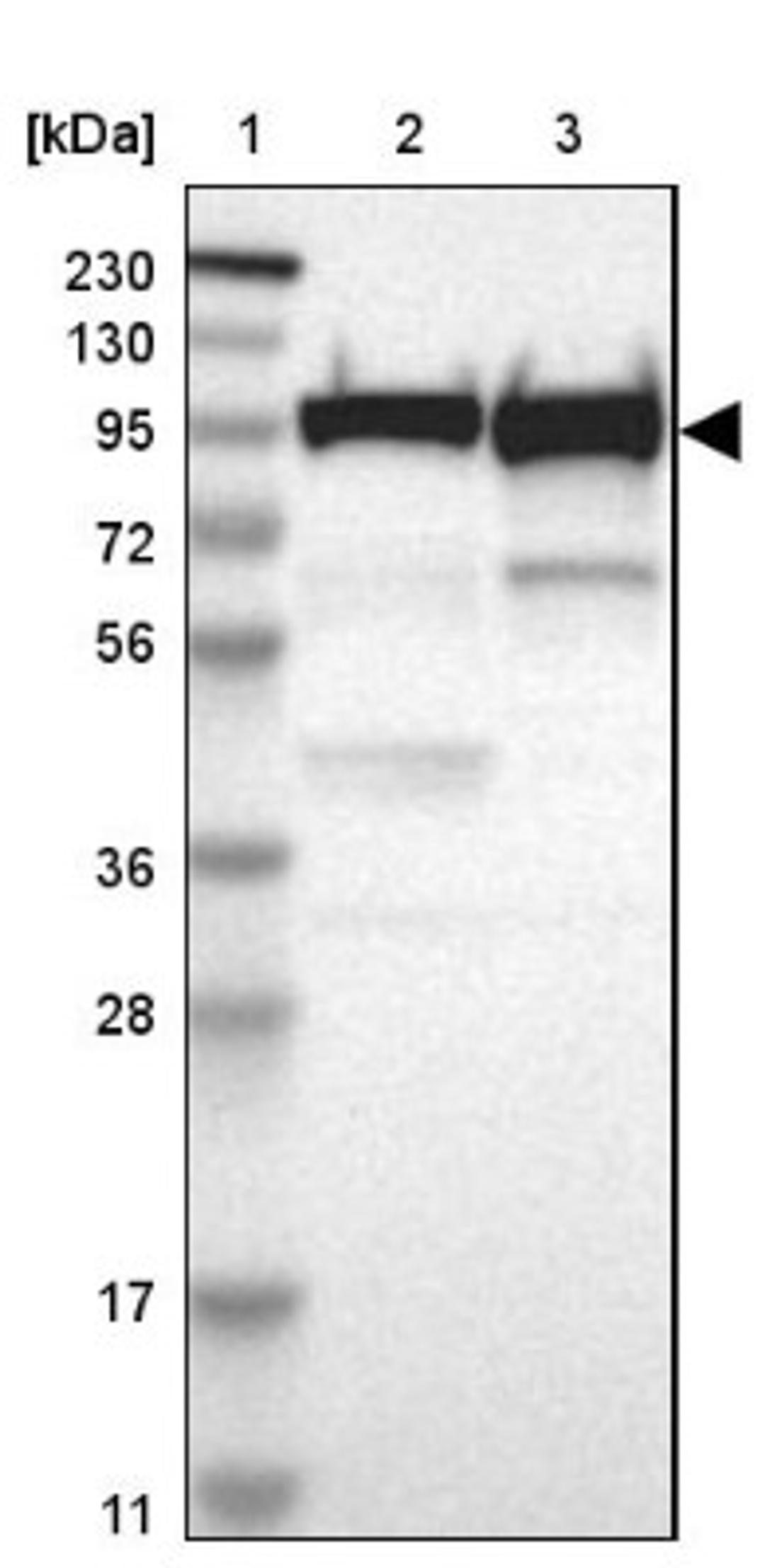 Western Blot: UBTF Antibody [NBP1-82545] - Lane 1: Marker [kDa] 230, 130, 95, 72, 56, 36, 28, 17, 11<br/>Lane 2: Human cell line RT-4<br/>Lane 3: Human cell line U-251MG sp