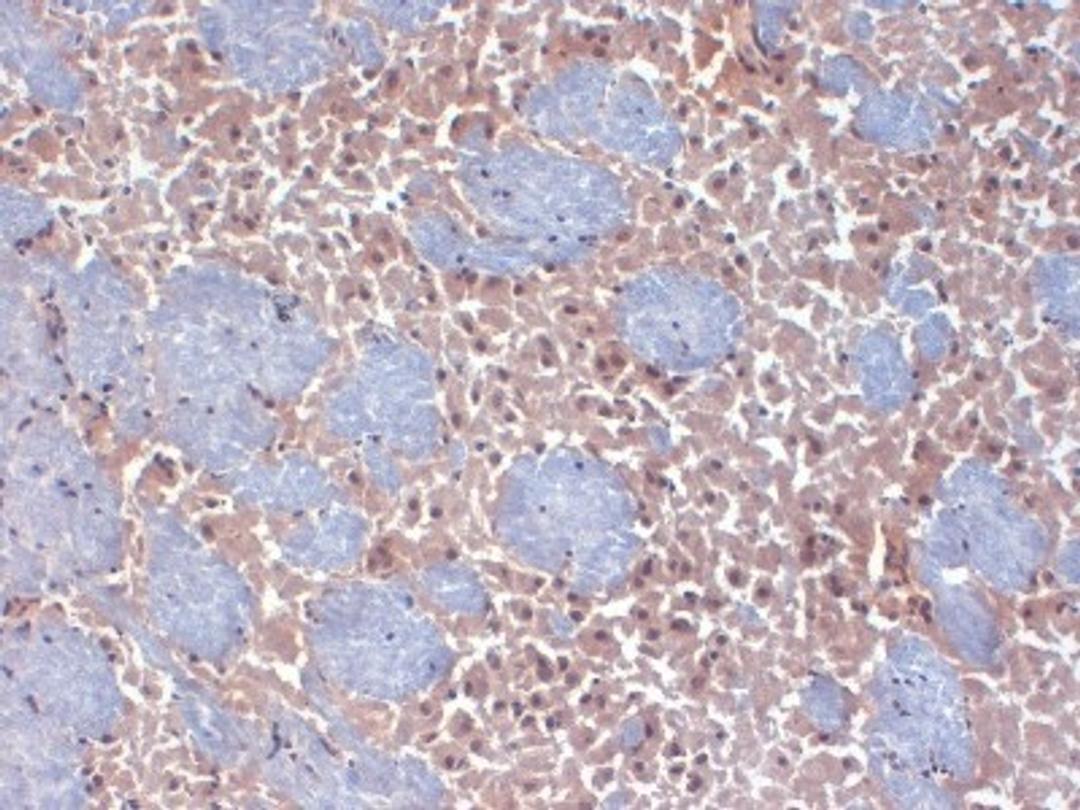 Immunohistochemistry-Frozen: HCN2 Antibody (S71-37) [NBP2-12895] - frozen sections of mouse brain using this antibody.