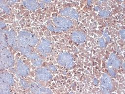 Immunohistochemistry-Frozen: HCN2 Antibody (S71-37) [NBP2-12895] - frozen sections of mouse brain using this antibody.