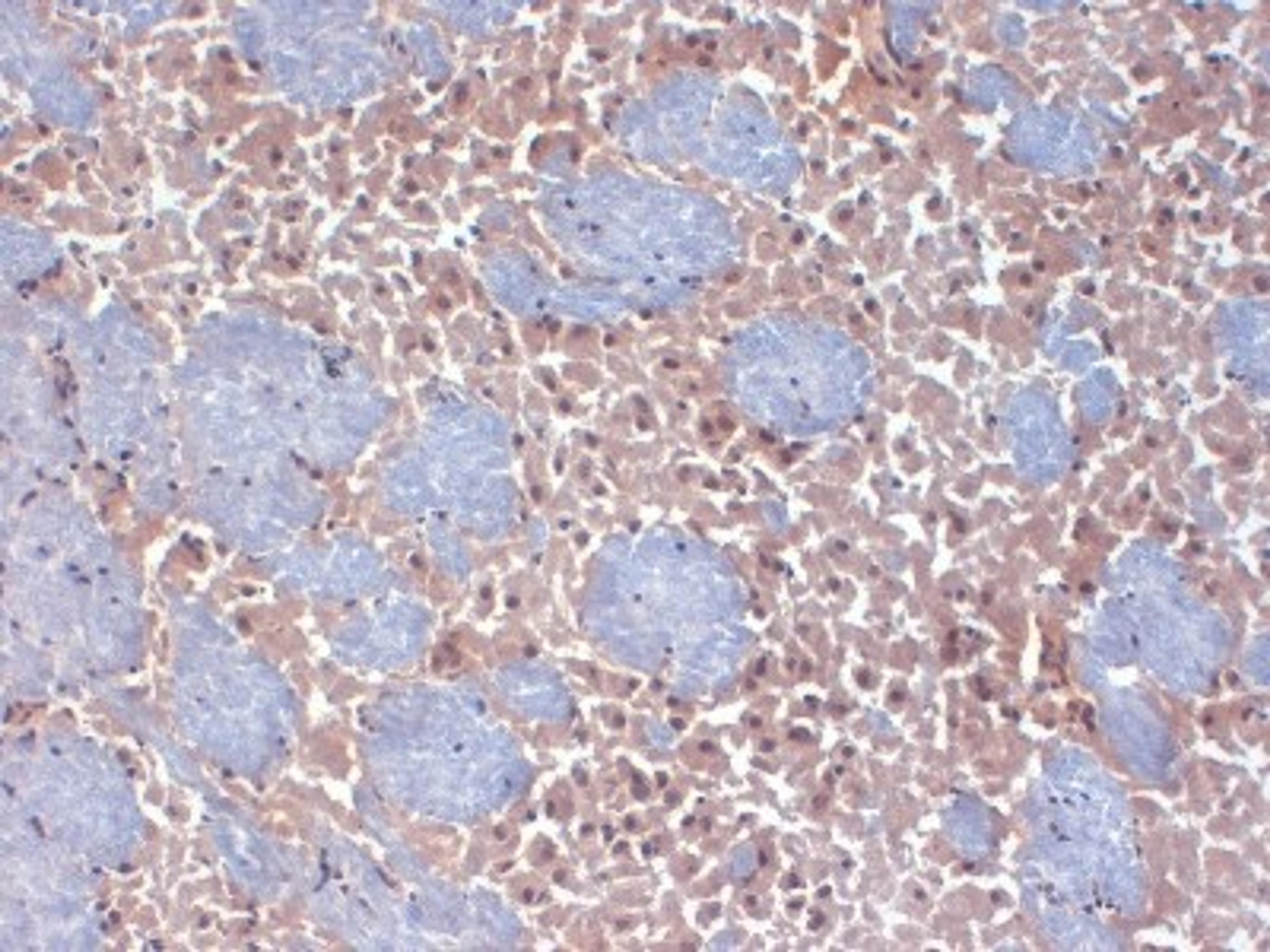 Immunohistochemistry-Frozen: HCN2 Antibody (S71-37) [NBP2-12895] - frozen sections of mouse brain using this antibody.