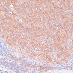 Immunohistochemistry  - LRP1 antibody (A1439)