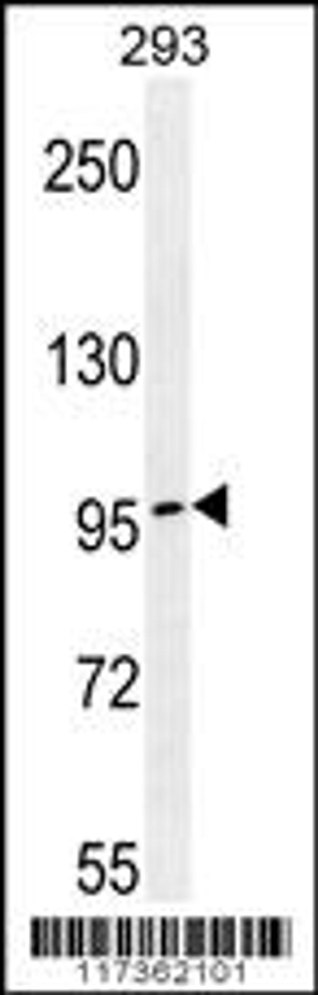 Western blot analysis in 293 cell line lysates (35ug/lane).