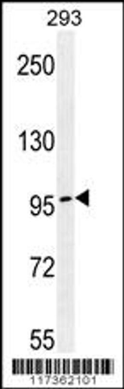 Western blot analysis in 293 cell line lysates (35ug/lane).