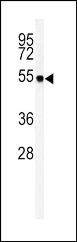 Western blot analysis of GOT1 Antibody in mouse liver tissue lysates (35ug/lane)