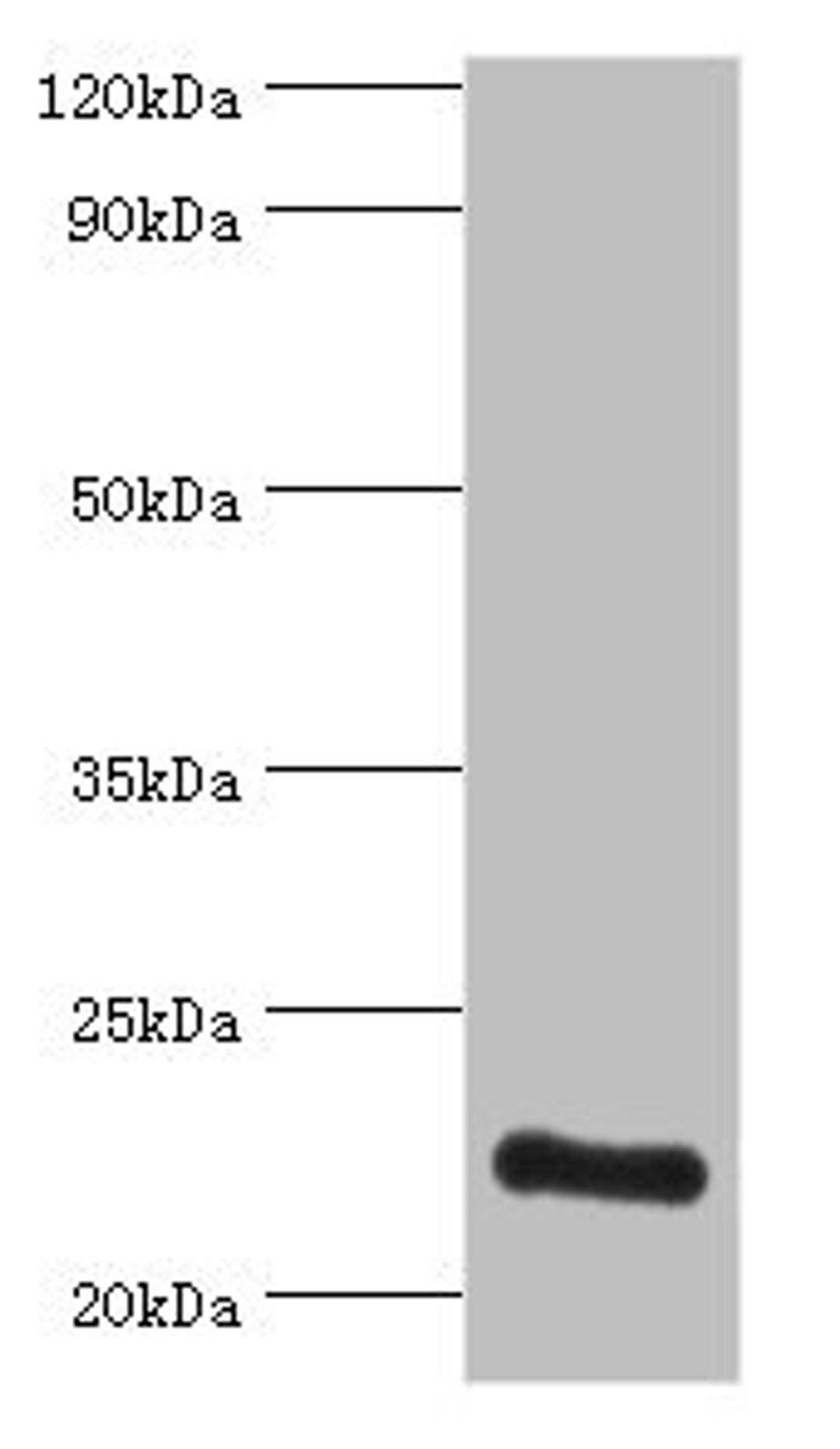 Western blot. All lanes: ATP5O antibody at 3ug/ml + HepG2 whole cell lysate. Secondary. Goat polyclonal to rabbit IgG at 1/10000 dilution. Predicted band size: 23 kDa. Observed band size: 23 kDa. 
