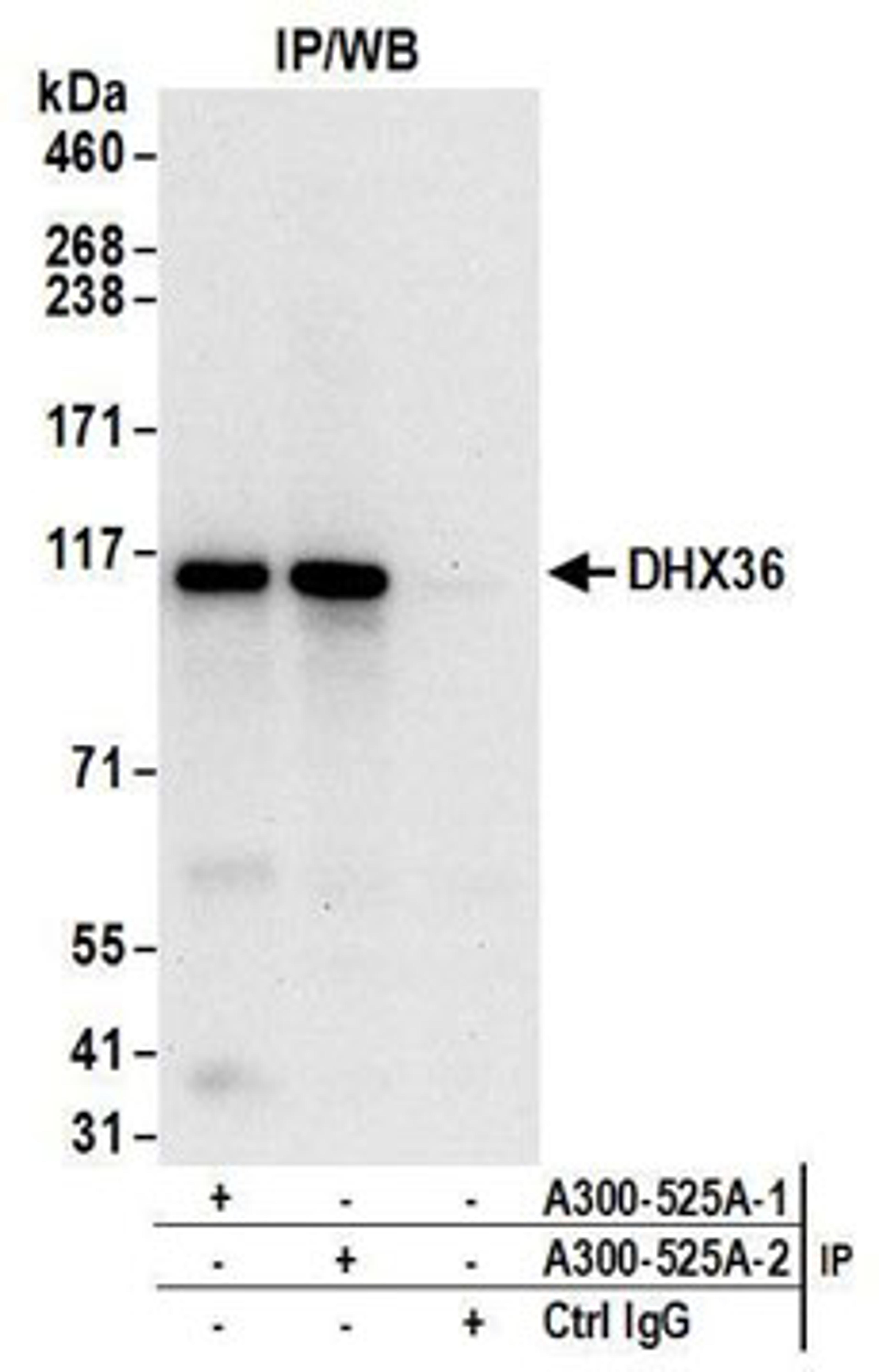 Detection of human DHX36 by western blot of immunoprecipitates.